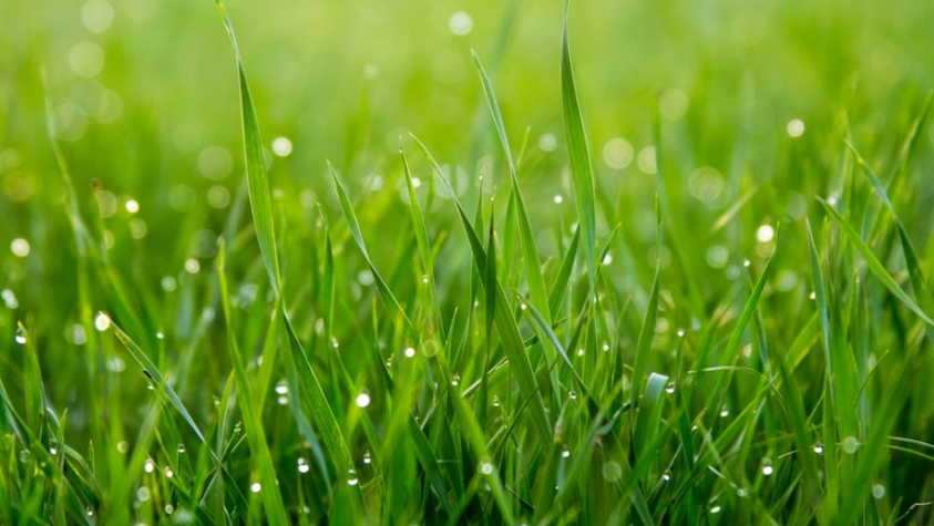 버뮤다그래스(BERMUDA GRASS) 이미지