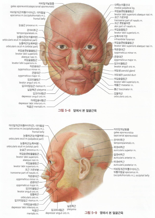 아너스티성형외과의원 이미지
