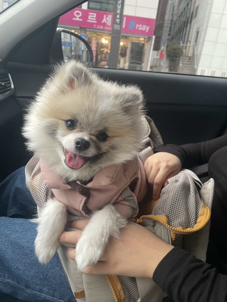 바운스독카페 이미지