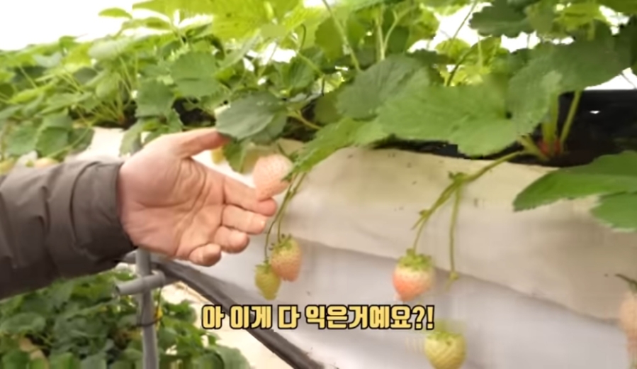 투베리농원 이미지