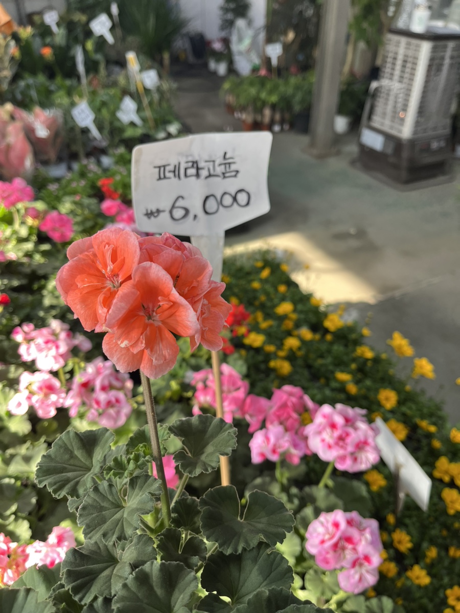 강남공판장 이미지