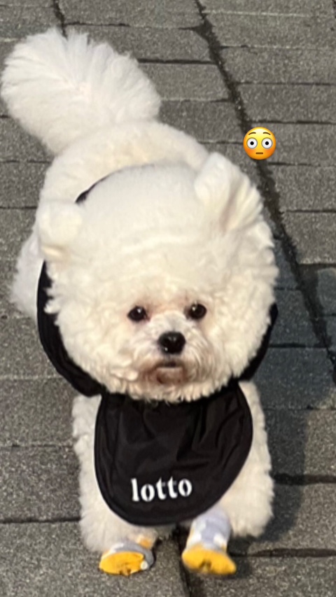 쿠름 이미지