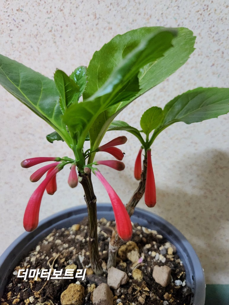 트리더마 이미지