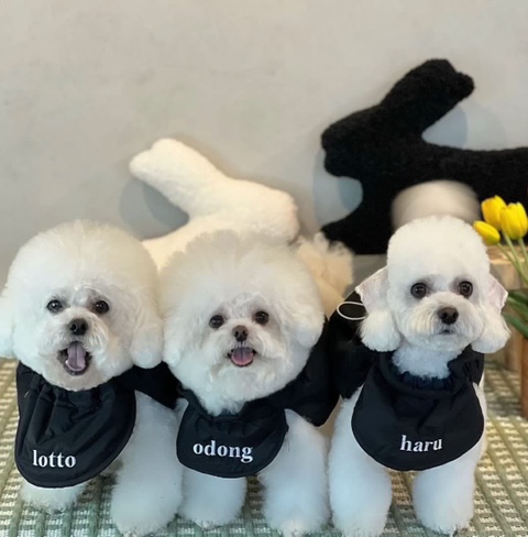 쿠름 이미지