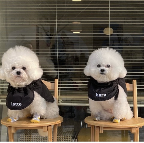 쿠름 이미지