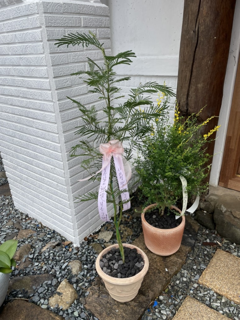 백운다실 이미지