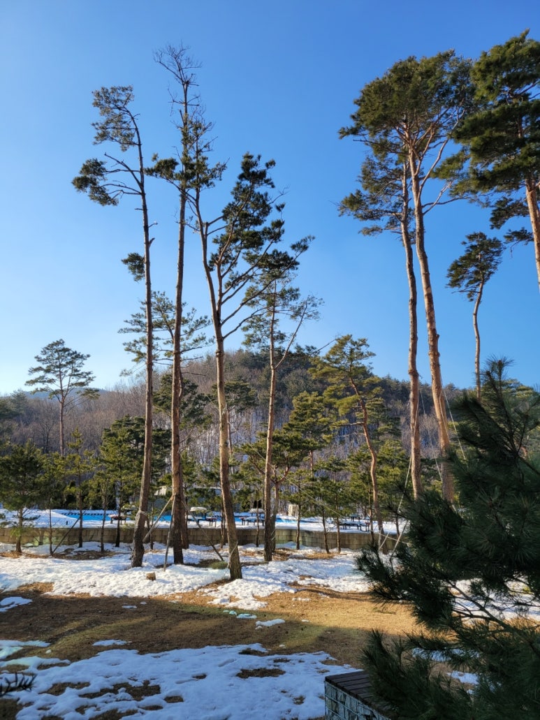 모드니숲 이미지