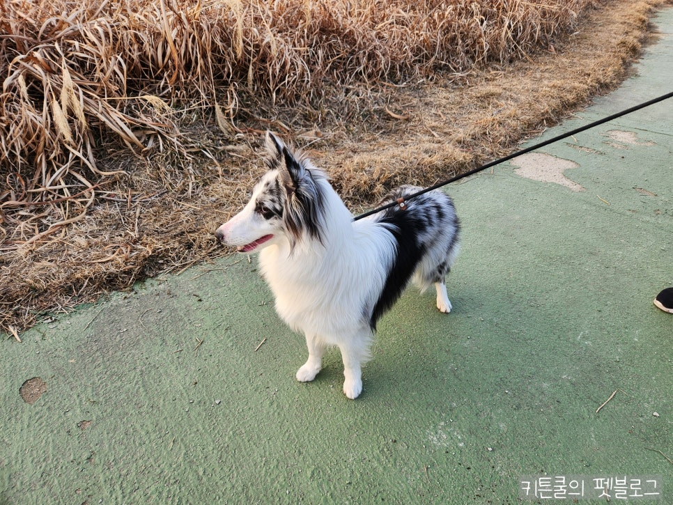 고양시 덕수공원 반려견 놀이터 운영시간 및 휴무일 — 사진 13