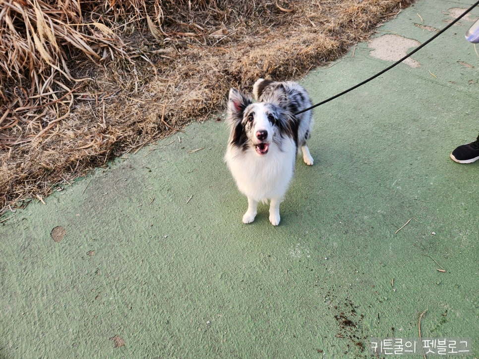 고양시 덕수공원 반려견 놀이터 운영시간 및 휴무일 — 사진 12