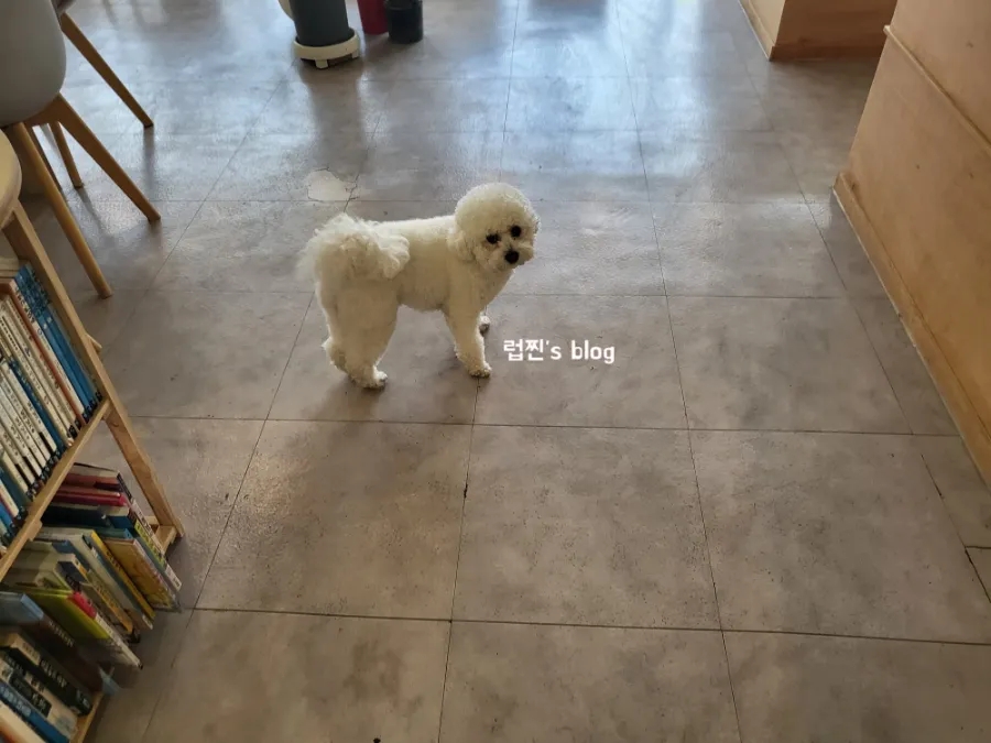 카페인스 이미지