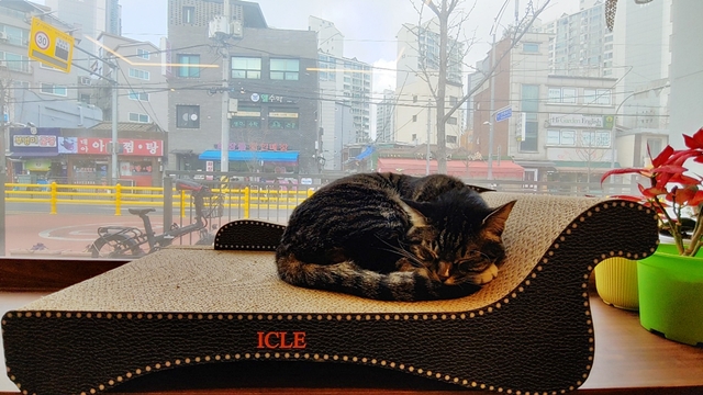 고롱 이미지