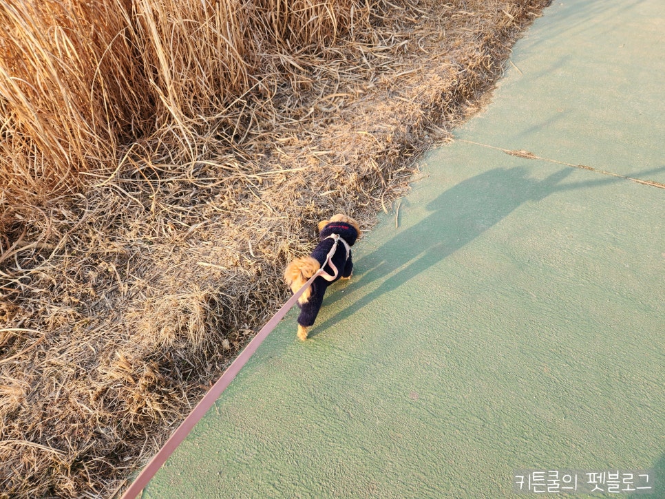 고양시 덕수공원 반려견 놀이터 운영시간 및 휴무일 — 사진 7