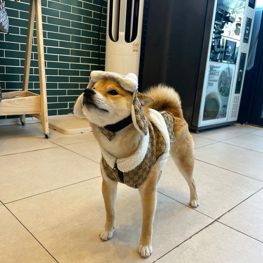 버블독스광주양산점 이미지