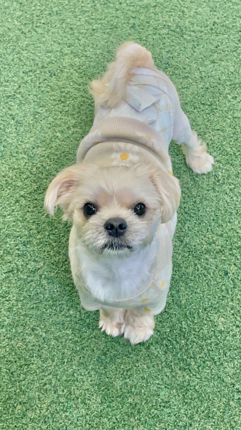 로제몽 이미지