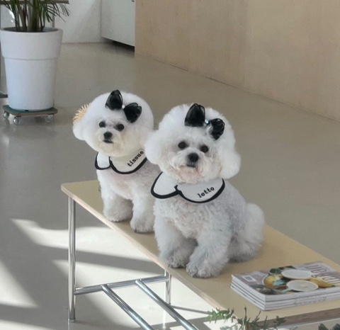쿠름 이미지