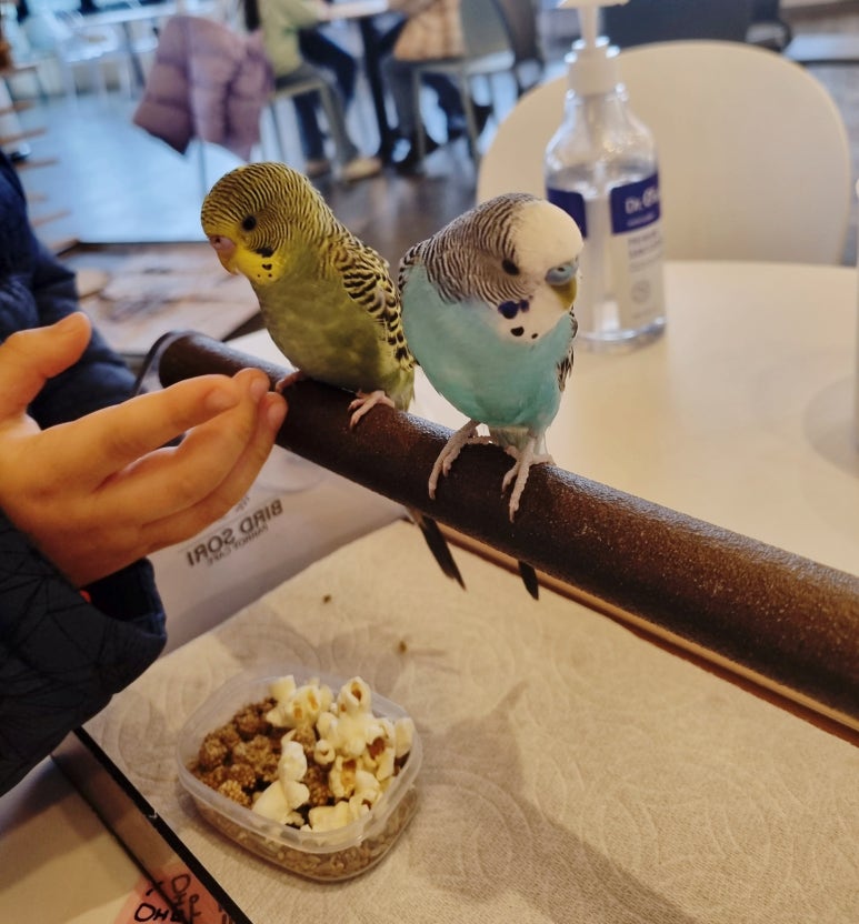 버드리전주 이미지
