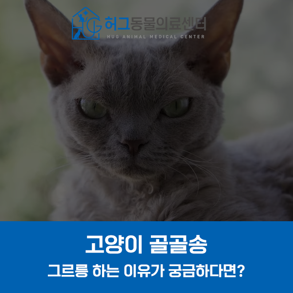 그르릉 이미지
