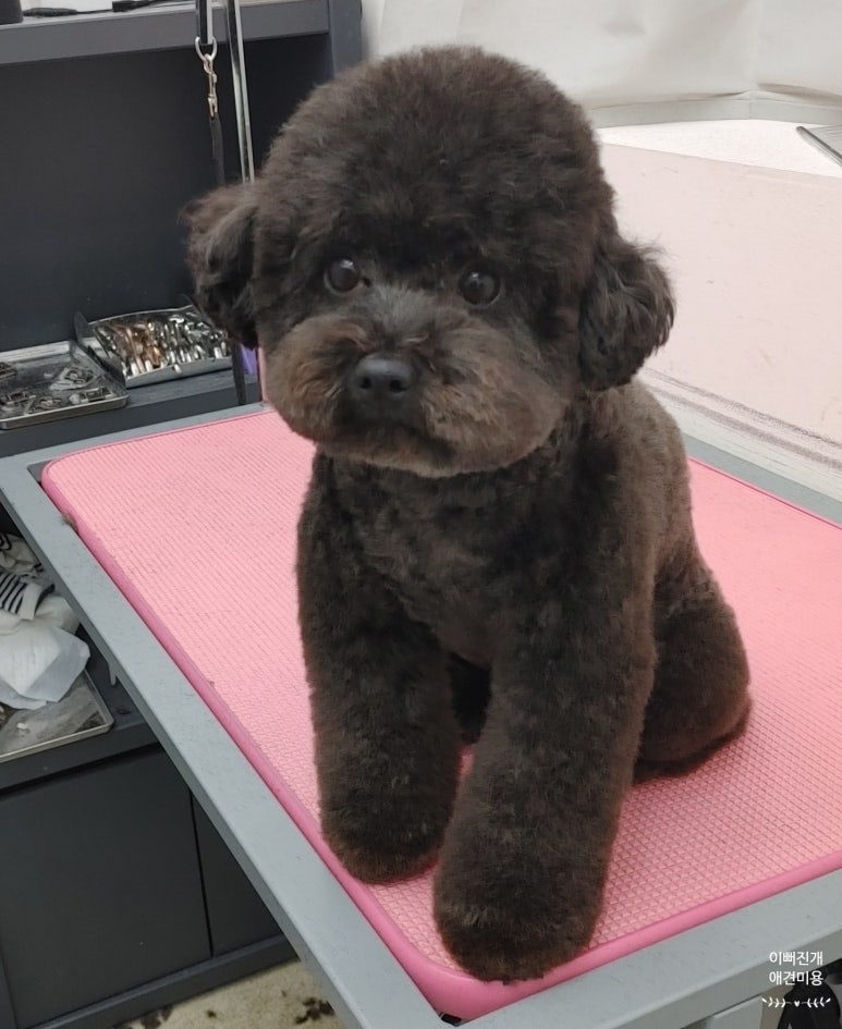 샤샤미용실 이미지