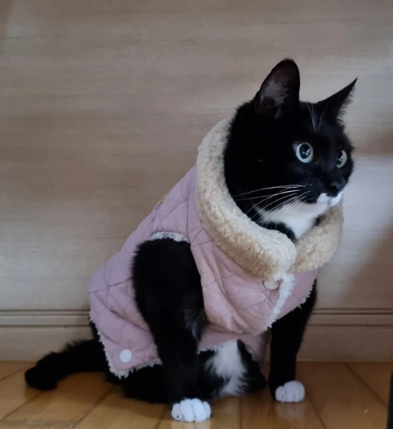 냥츠 이미지