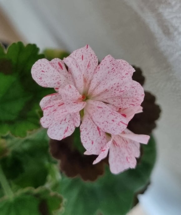 깨순이뷰티 이미지