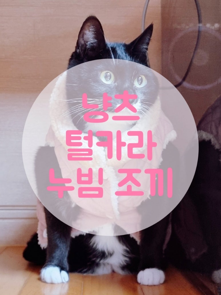 냥츠 이미지