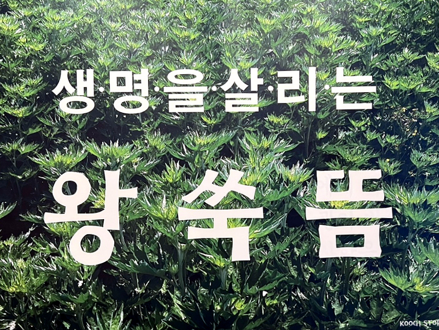 왕쑥뜸테라피 이미지
