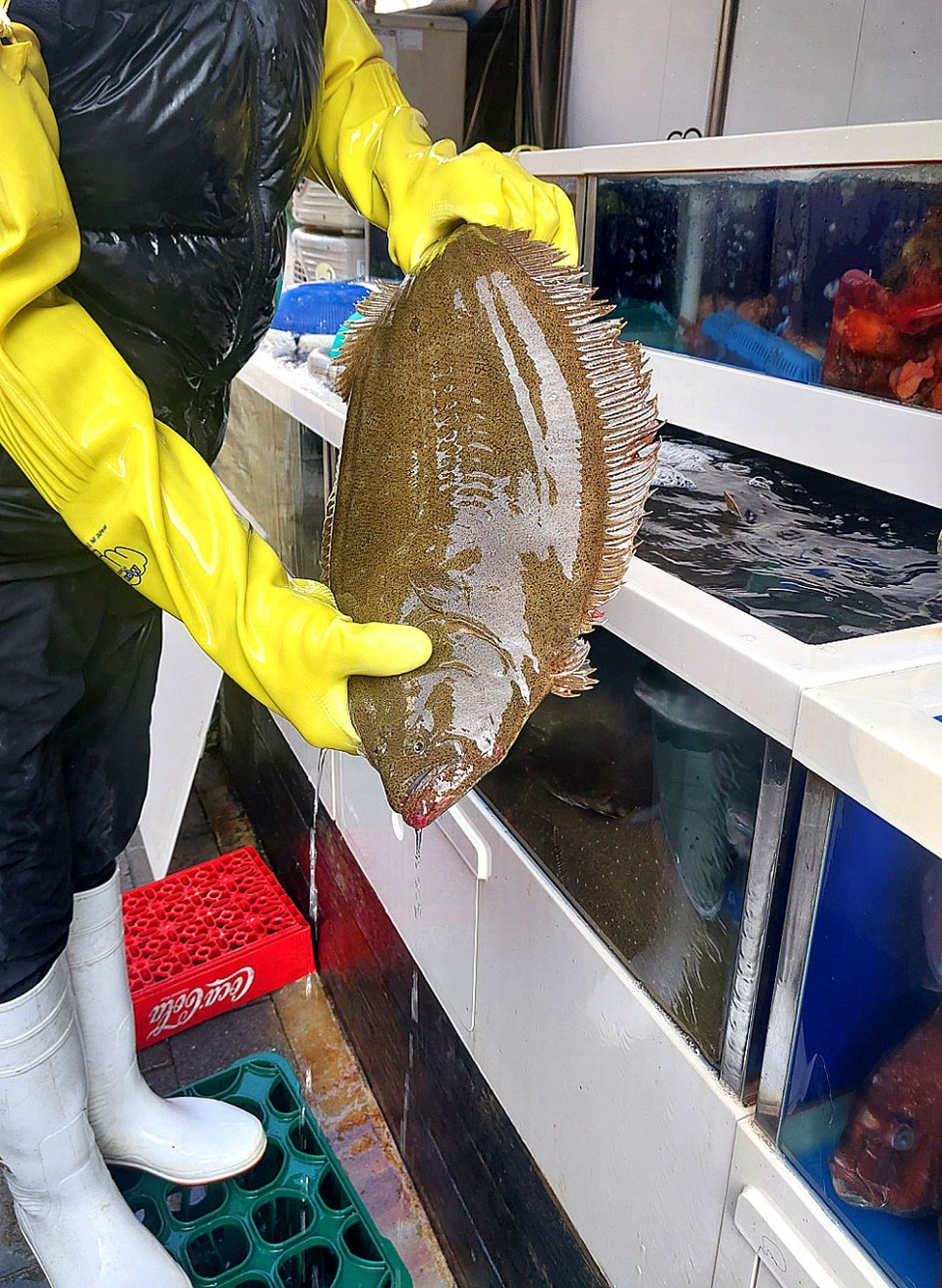 대광어회집 이미지