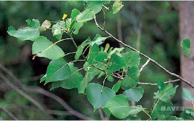 포플러(poplar) 이미지