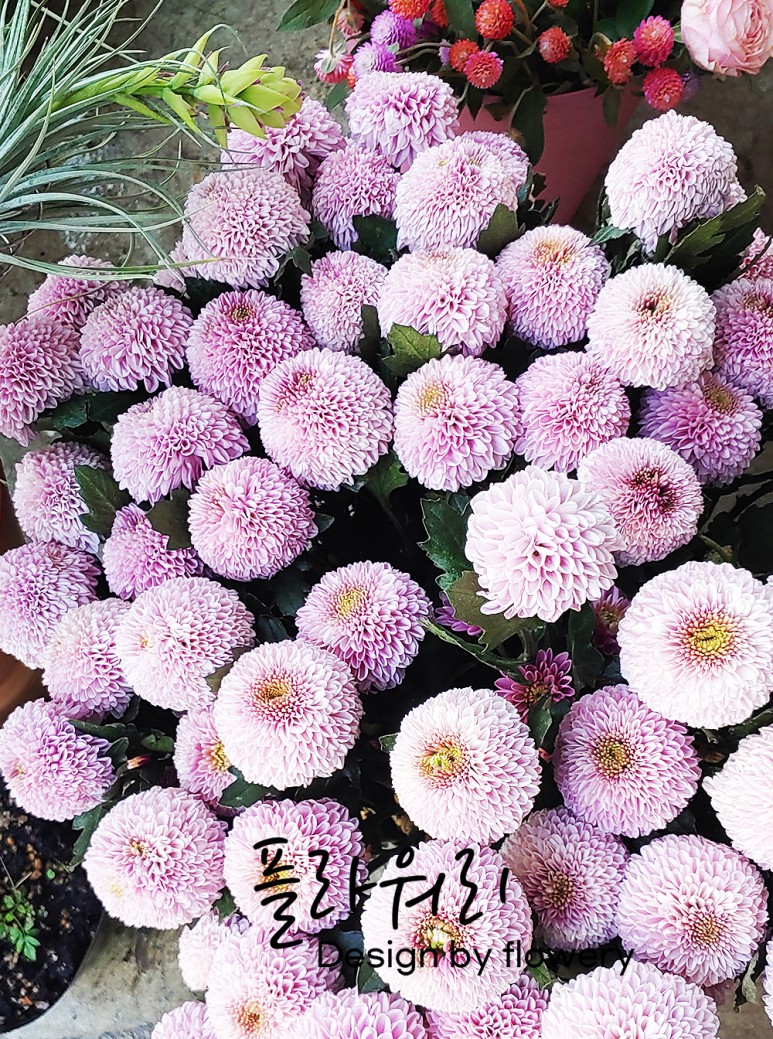 플라워리 이미지