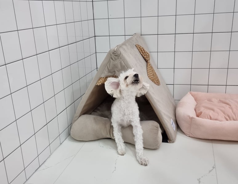 체리몽애견풀빌라 이미지