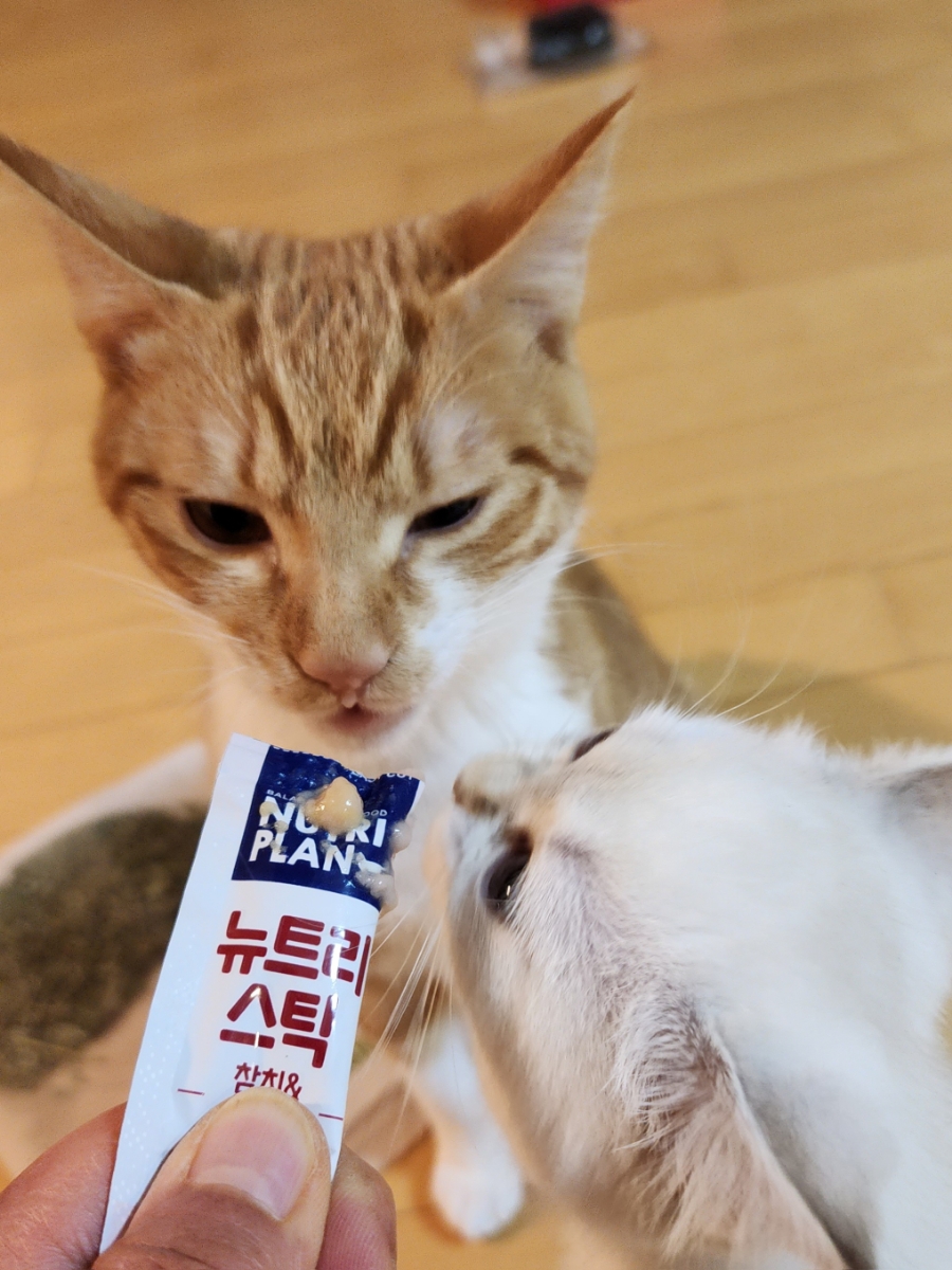 펫홀릭더라이프 이미지