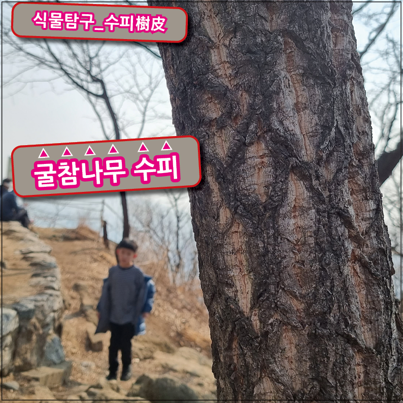 참나무 3형제 이미지