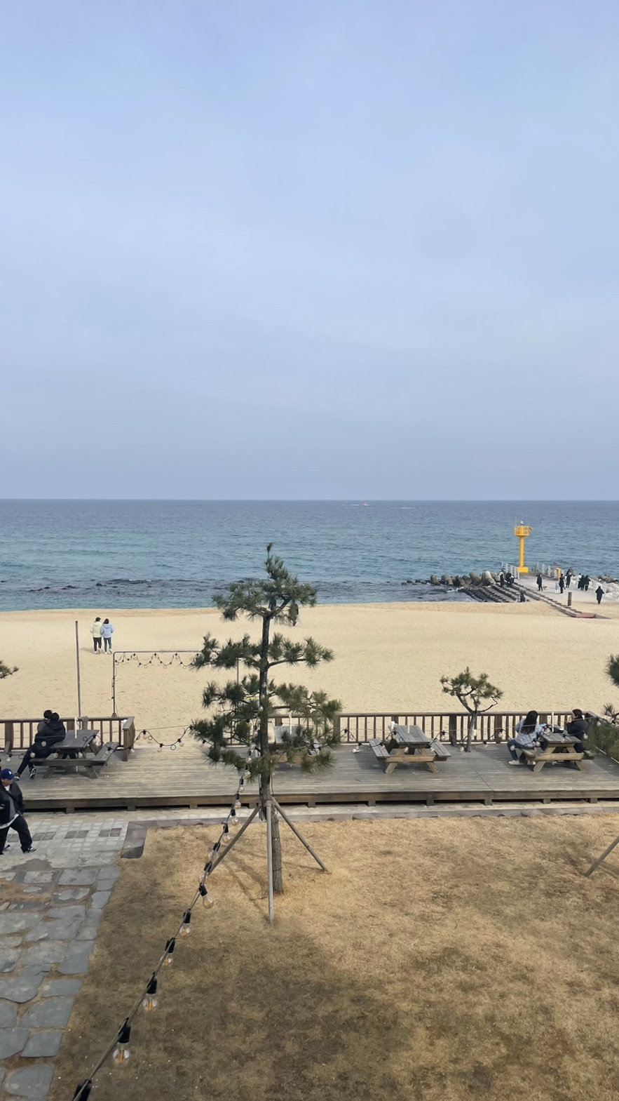 까사콩새 이미지