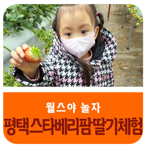 스타베리팜 이미지