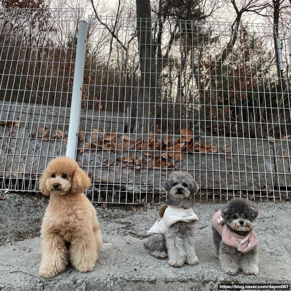 어나더153애견펜션 이미지