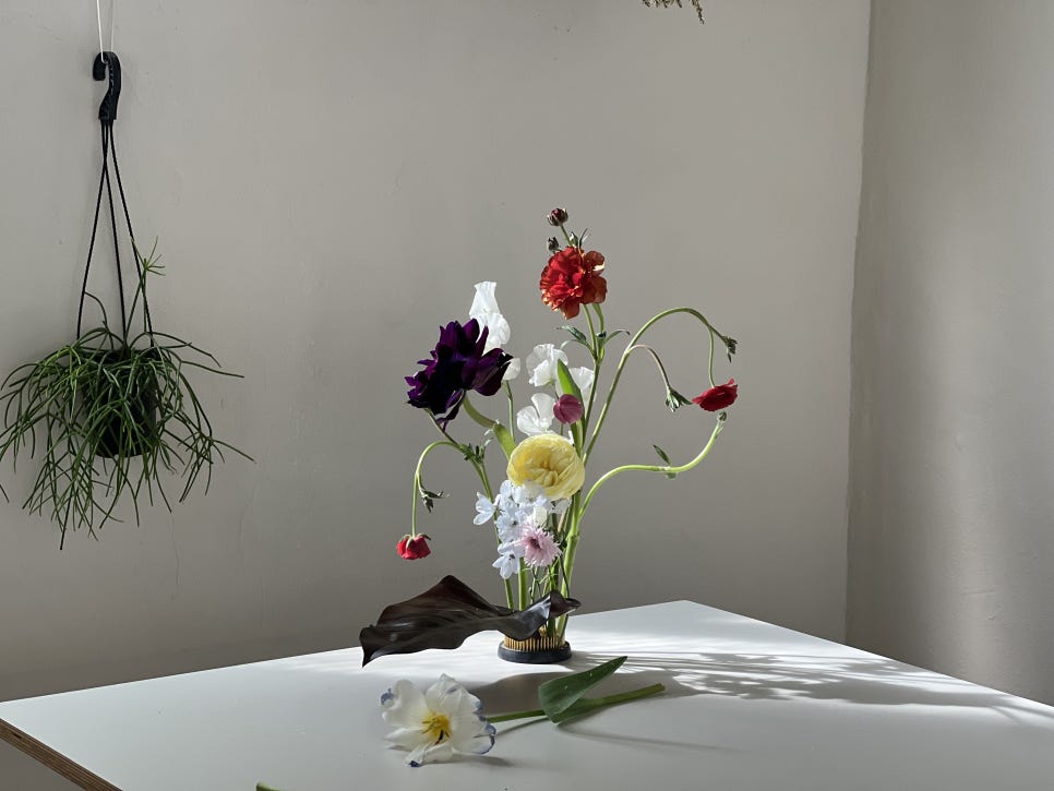 보로하 이미지