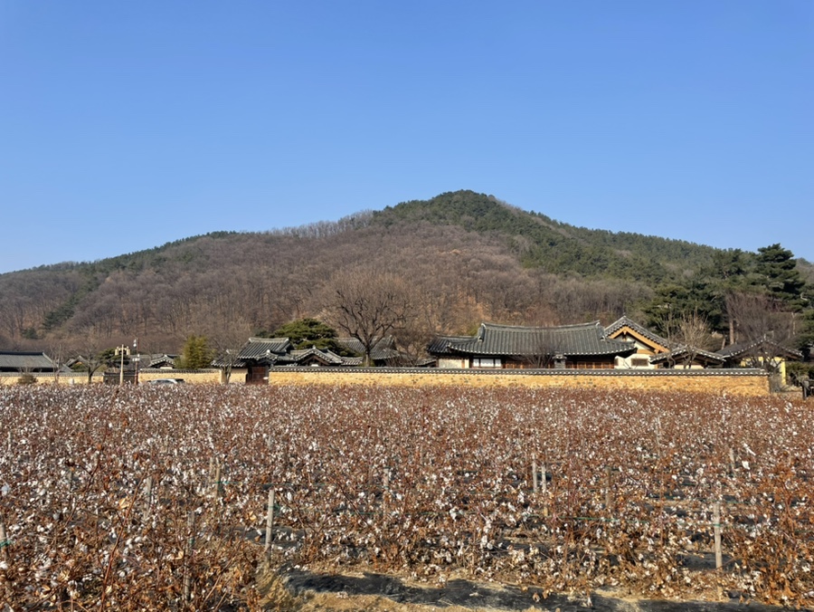 목화화원 이미지
