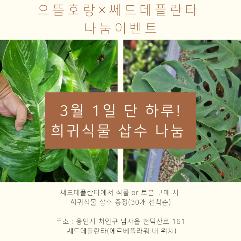 쎄드데플란타 이미지
