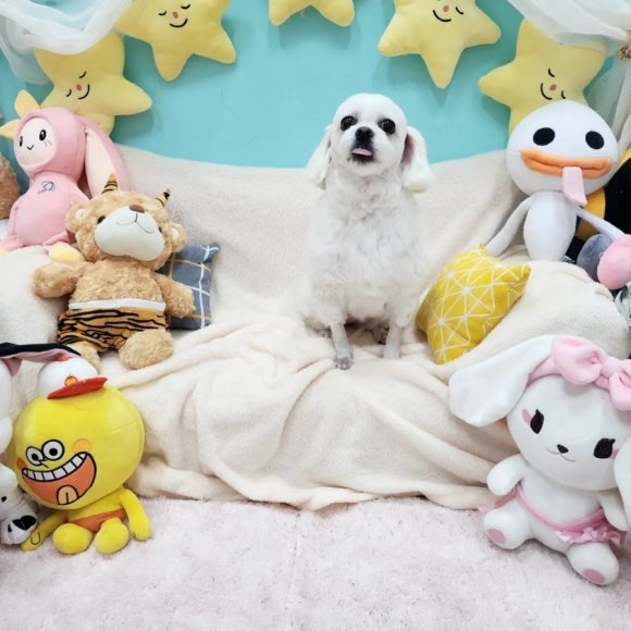 더기쁨가발 이미지