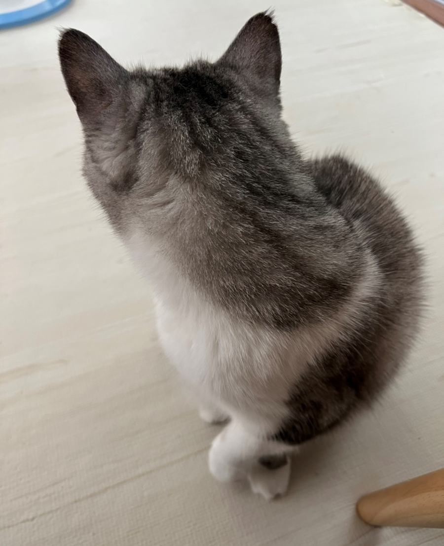 모닝마요 이미지