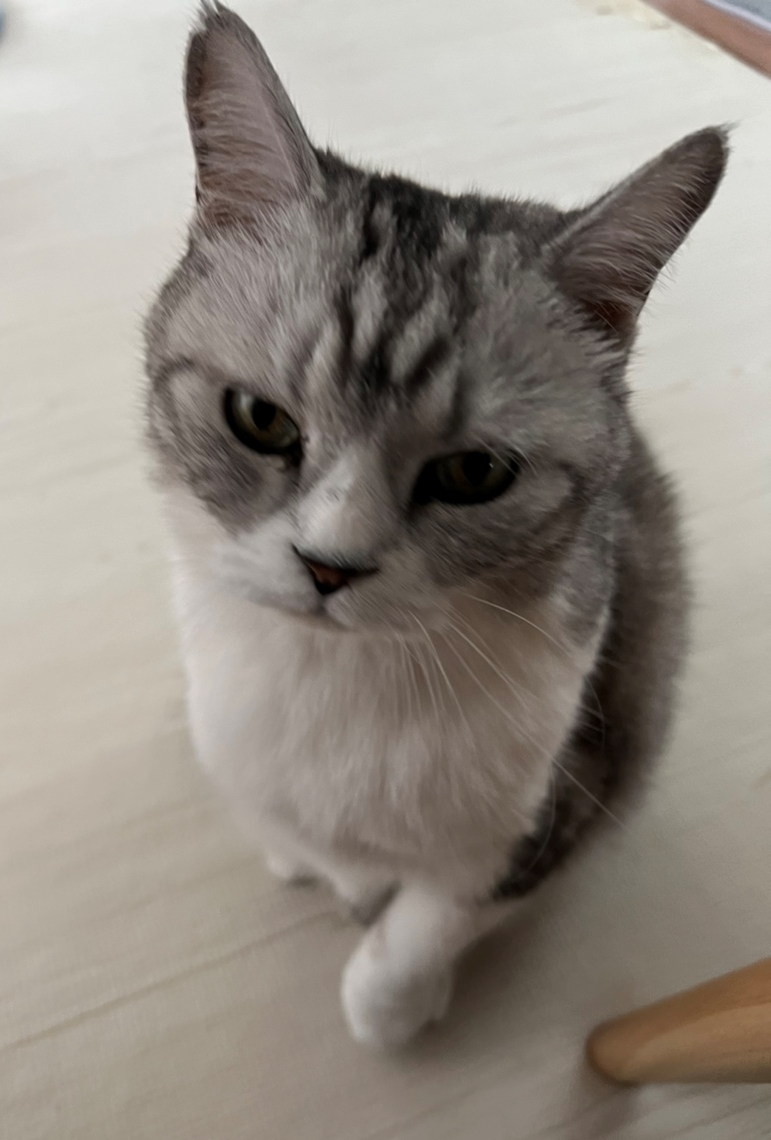 모닝마요 이미지
