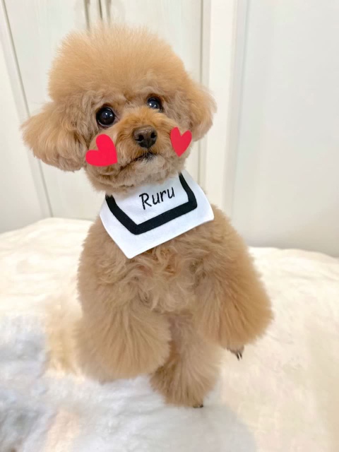 쿠름 이미지