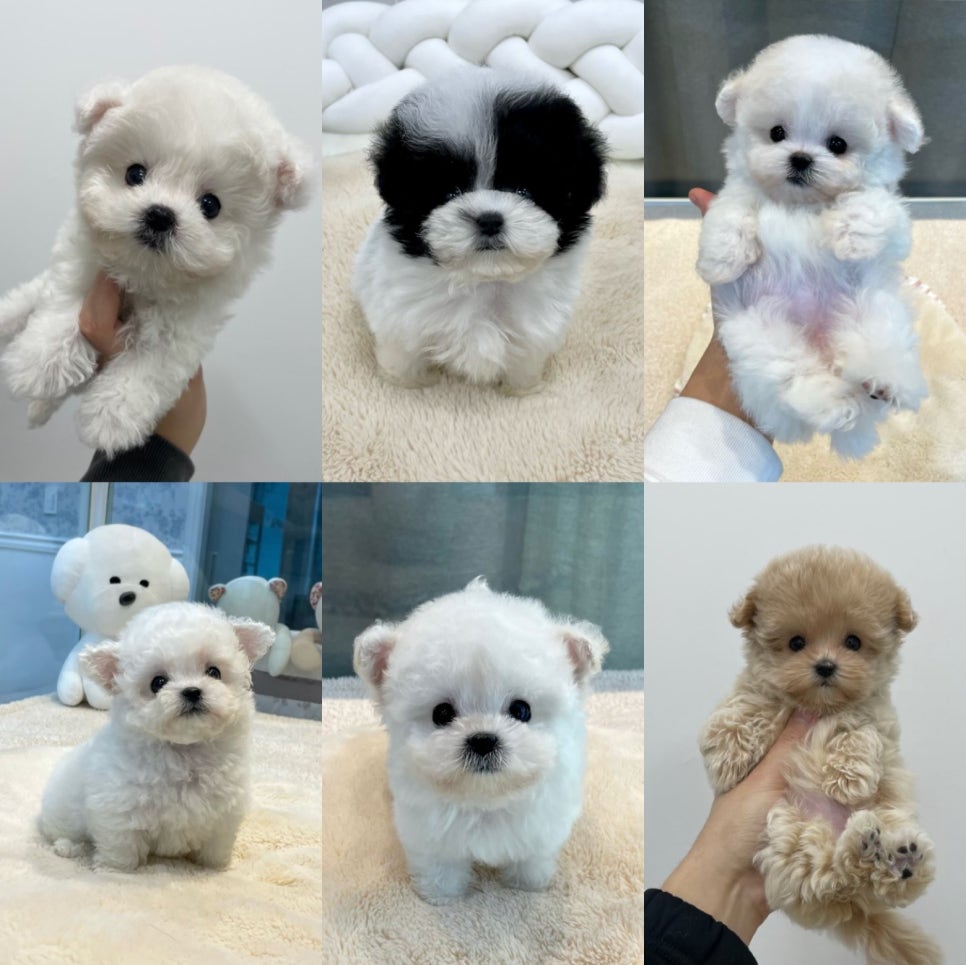 (주) 블러썸 이미지