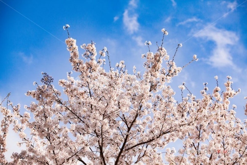 사쿠라(SAKURA) 이미지