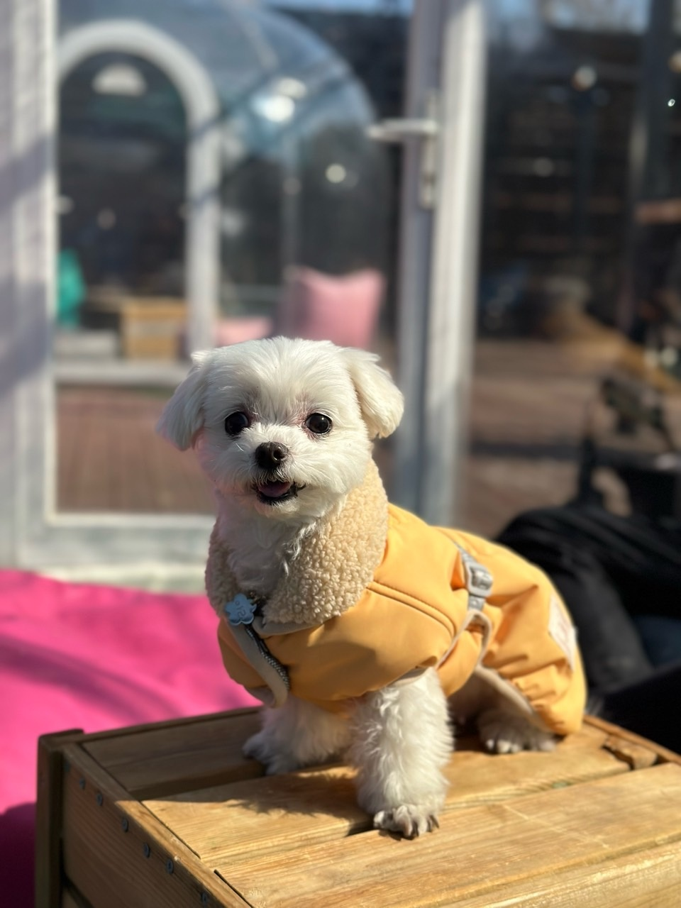 뎅뎅이랜드 이미지