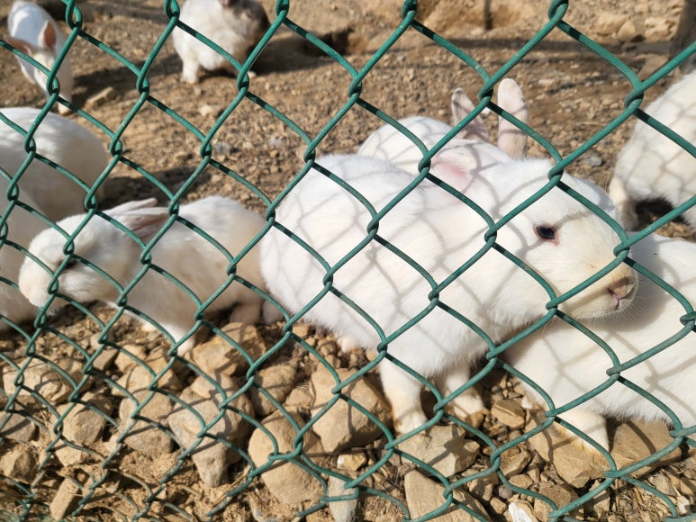 파토즈 이미지