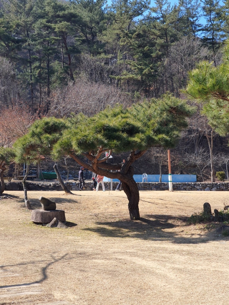 밀.밭두렁 이미지