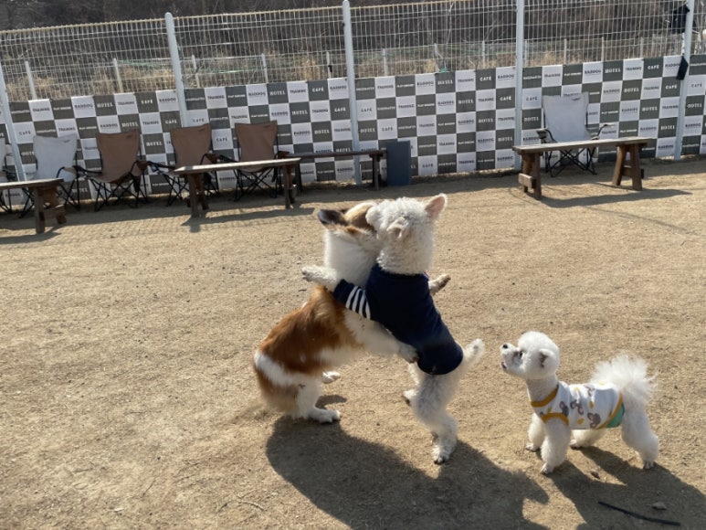 모란카페 이미지