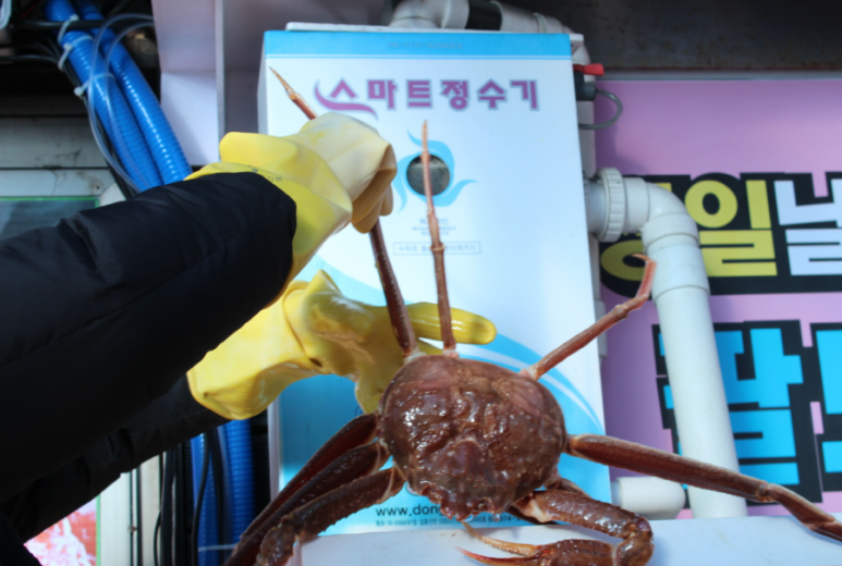 팔도대게 이미지