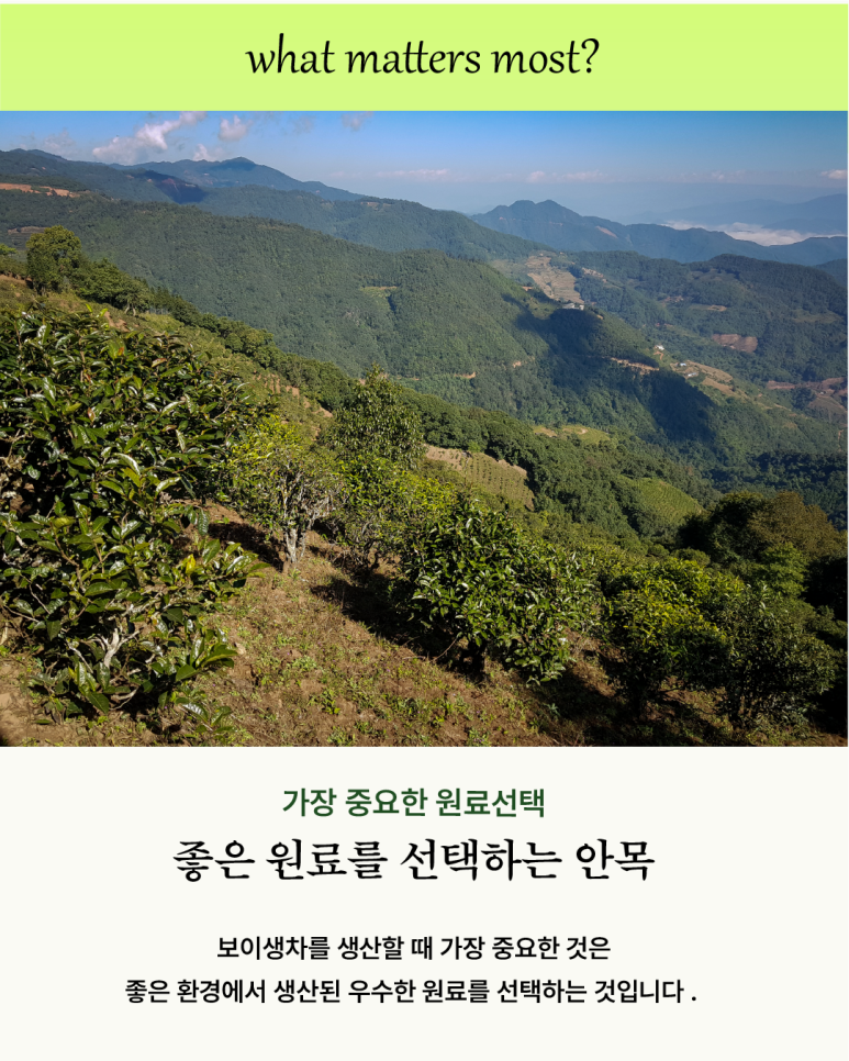 오운산 석가명차 이미지